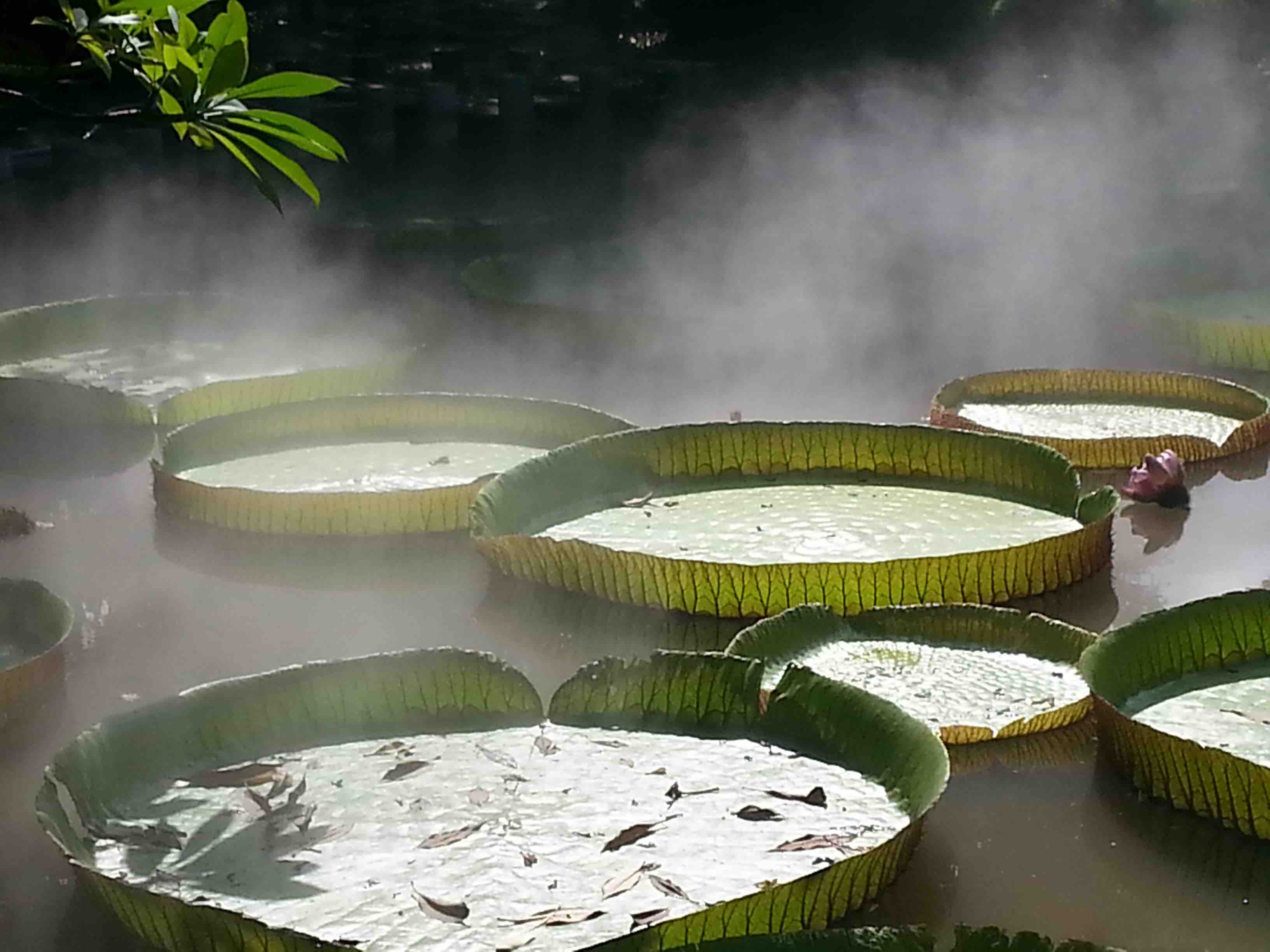 lily pads, lily pond, fog, foggy pond, fog over lily pad pond