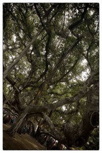 tree, banyan, banyan tree, Hawaiian tree